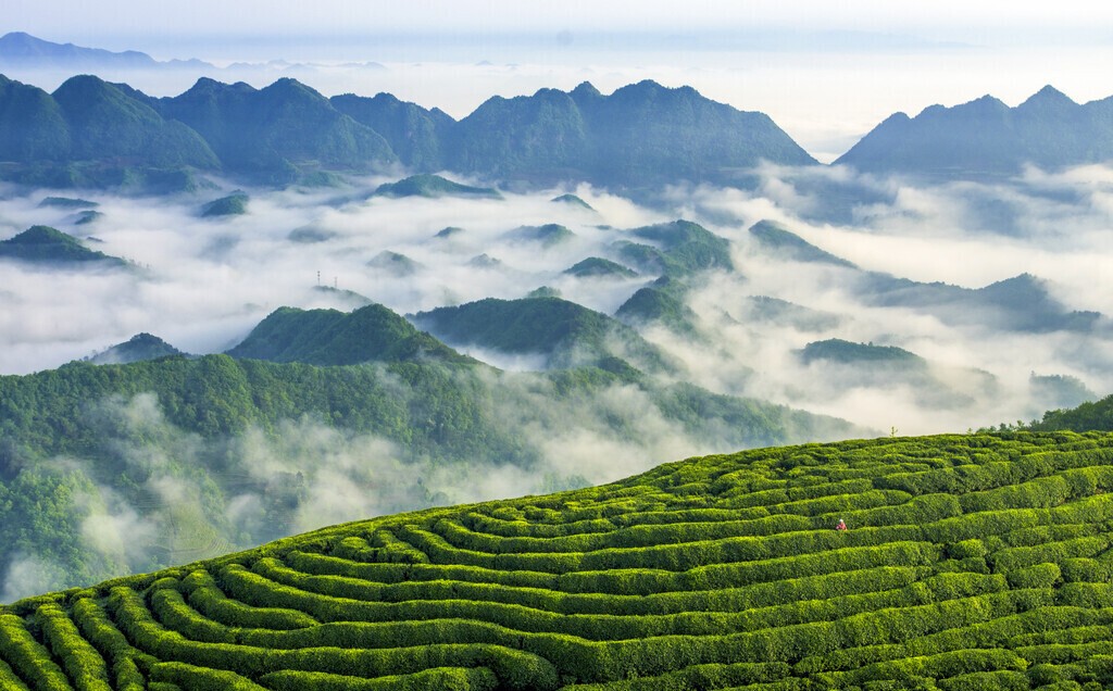 武夷山岩茶